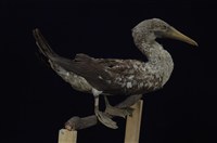 藏品(白腹鰹鳥)的圖片